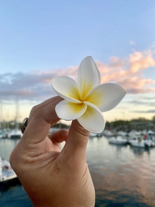 Le frangipanier, la fleur des îles tropicales